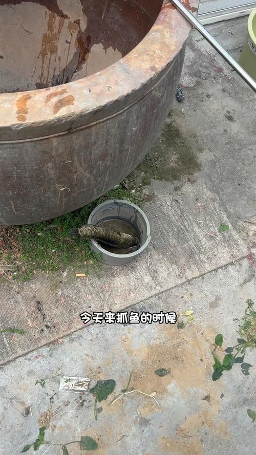 黑魚(yú) 魚(yú)缸 龍魚(yú)能養(yǎng)嗎圖片視頻