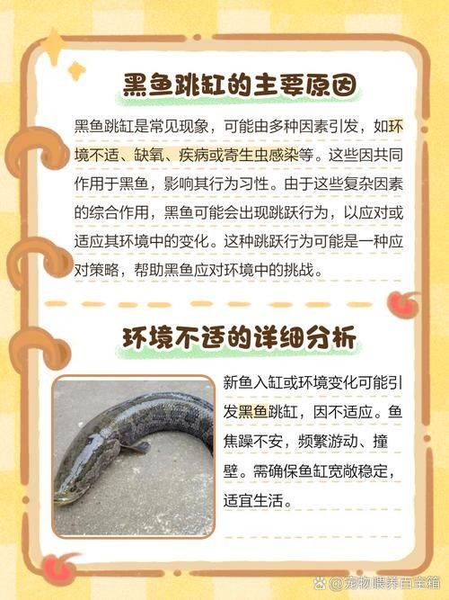 黑魚(yú) 魚(yú)缸 龍魚(yú)能養(yǎng)嗎圖片視頻