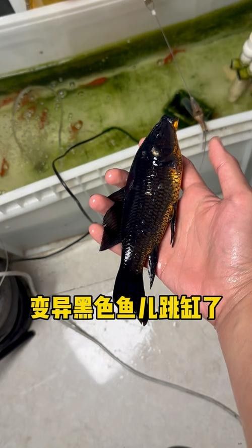黑魚(yú) 魚(yú)缸 龍魚(yú)能養(yǎng)嗎圖片視頻