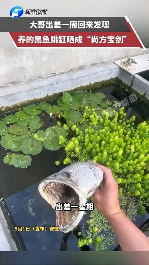 黑魚(yú) 魚(yú)缸 龍魚(yú)能養(yǎng)嗎圖片視頻