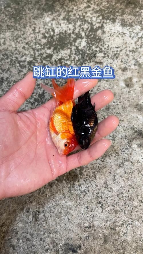 黑魚(yú) 魚(yú)缸 龍魚(yú)能養(yǎng)嗎圖片視頻