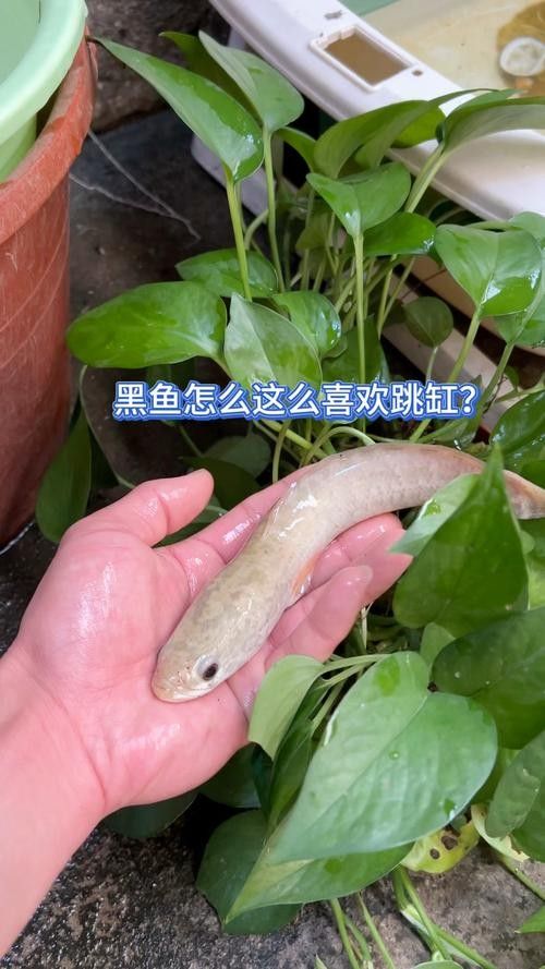 黑魚(yú) 魚(yú)缸 龍魚(yú)能養(yǎng)嗎圖片視頻