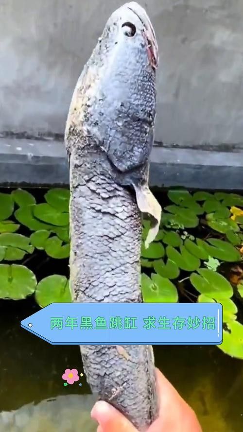 黑魚(yú) 魚(yú)缸 龍魚(yú)能養(yǎng)嗎圖片視頻