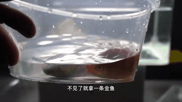 黑魚(yú) 魚(yú)缸 龍魚(yú)能養(yǎng)嗎圖片視頻