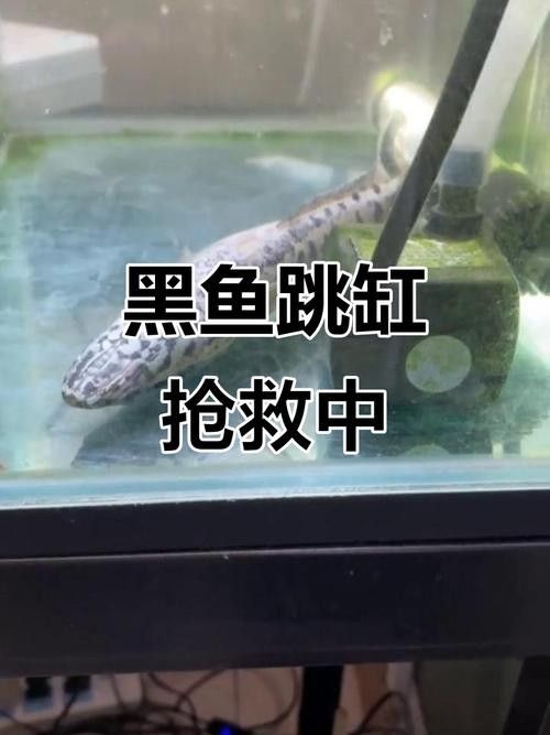 黑魚(yú) 魚(yú)缸 龍魚(yú)能養(yǎng)嗎圖片視頻