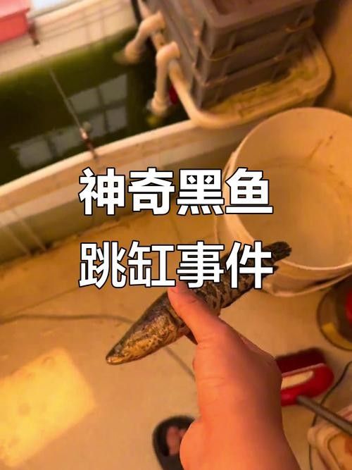 黑魚(yú) 魚(yú)缸 龍魚(yú)能養(yǎng)嗎圖片視頻