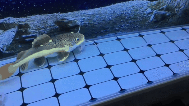 黑魚(yú) 魚(yú)缸 龍魚(yú)能養(yǎng)嗎圖片視頻