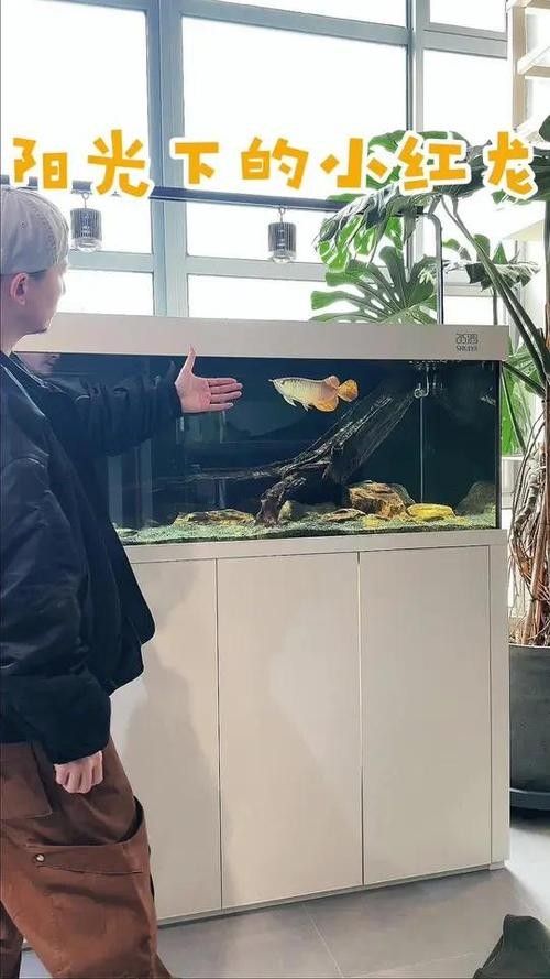 黑魚(yú) 魚(yú)缸 龍魚(yú)能養(yǎng)嗎圖片視頻