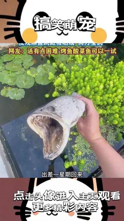 黑魚(yú) 魚(yú)缸 龍魚(yú)能養(yǎng)嗎圖片視頻