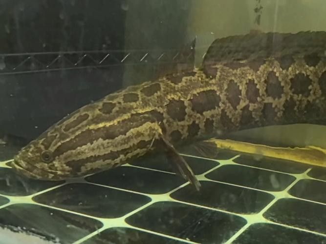 黑魚(yú) 魚(yú)缸 龍魚(yú)能養(yǎng)嗎圖片視頻