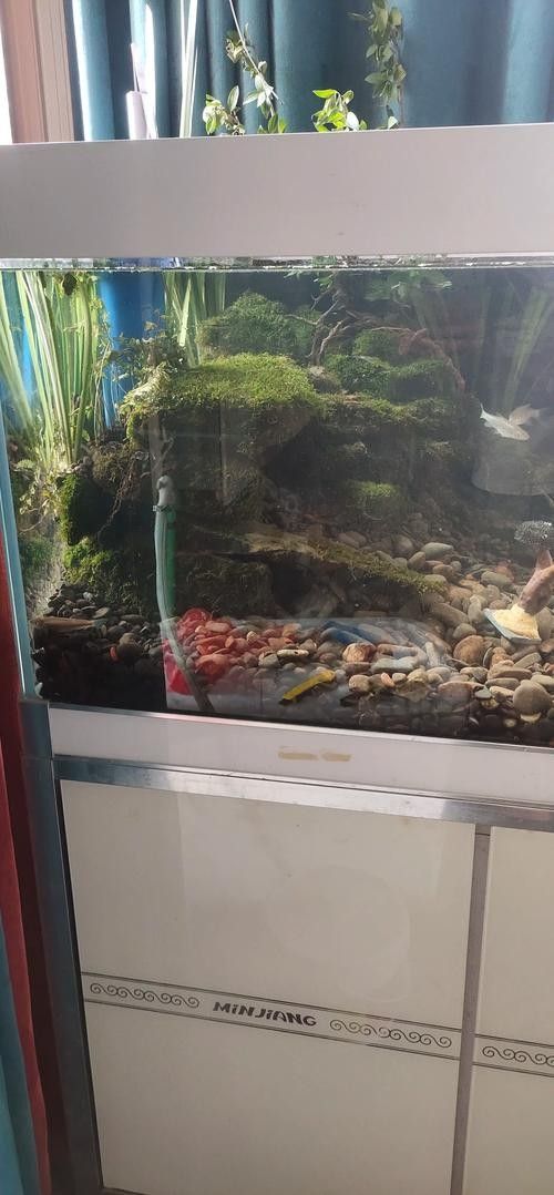 黑魚(yú) 魚(yú)缸 龍魚(yú)能養(yǎng)嗎圖片視頻