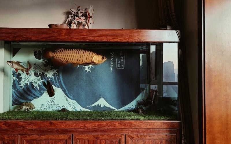 黑魚(yú) 魚(yú)缸 龍魚(yú)能養(yǎng)嗎圖片視頻