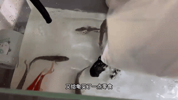 黑魚(yú) 魚(yú)缸 龍魚(yú)能養(yǎng)嗎圖片視頻