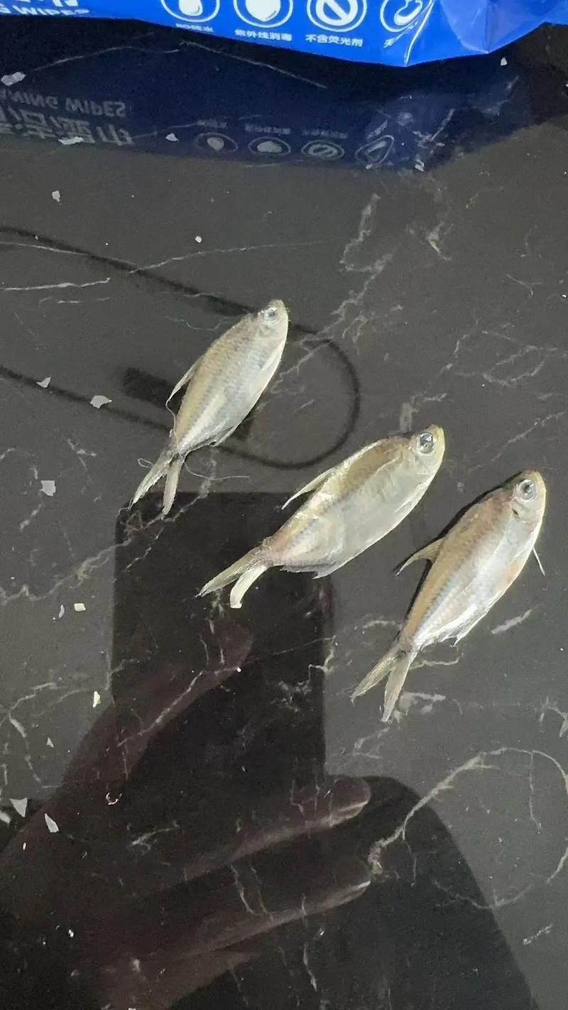 黑魚(yú) 魚(yú)缸 龍魚(yú)能養(yǎng)嗎圖片視頻