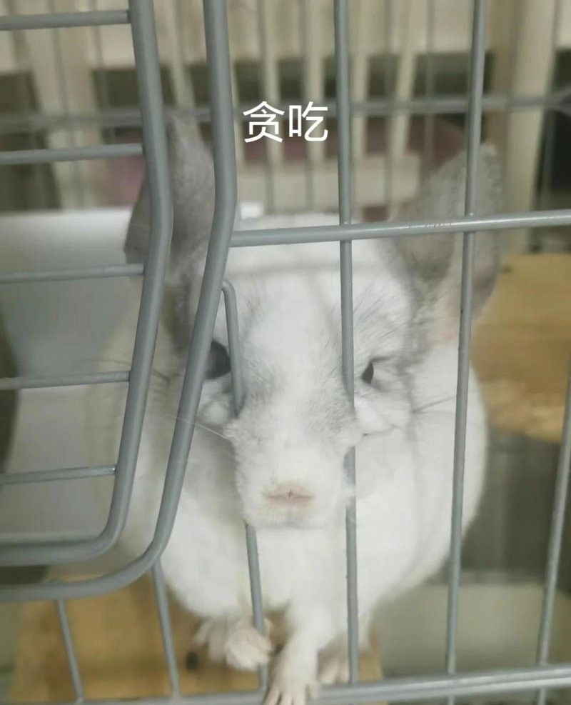 龍貓的醫療費用大概是多少？