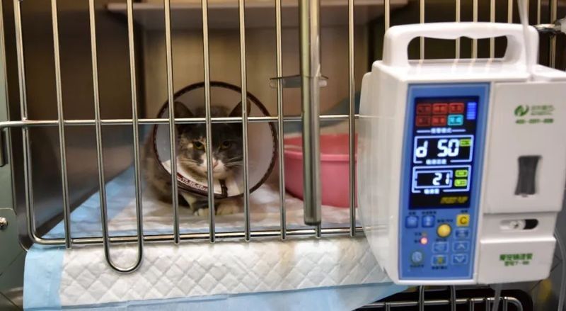 龍貓的醫療費用大概是多少？