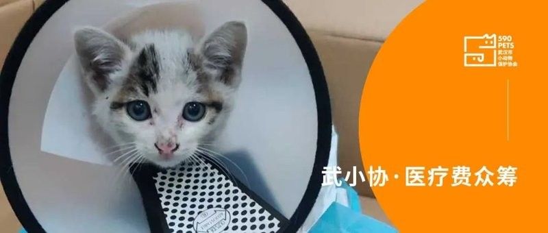 龍貓的醫療費用大概是多少？