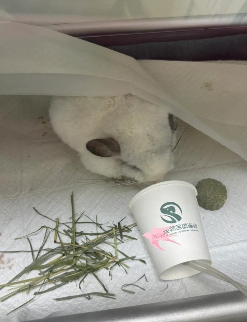 龍貓的醫療費用大概是多少？