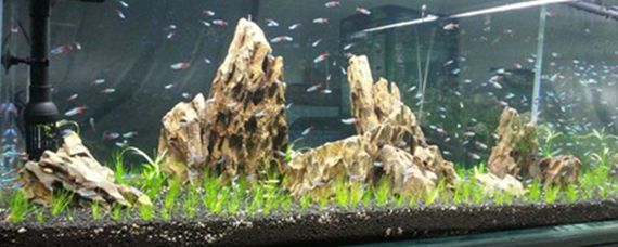 龍魚水流量過大會怎么樣（龍魚水流過大可能會受到影響，可能會導致觀賞魚缺氧）