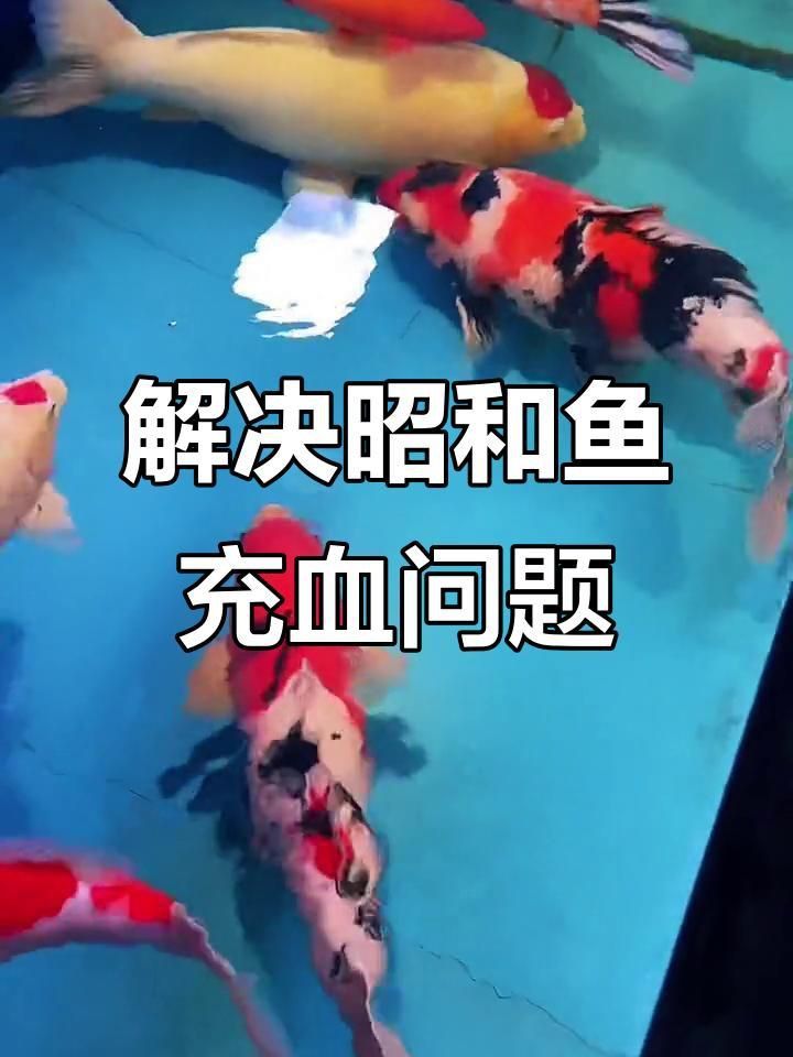 紅龍養殖環境的最佳條件