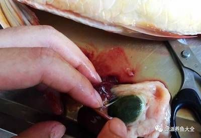 龍魚撞缸嘴巴受傷了:針對龍魚撞缸嘴巴受傷的處理方法 龍魚百科 第2張 龍魚撞缸嘴巴受傷了:針對龍魚撞缸嘴巴受傷的處理方法 龍魚撞缸嘴巴受傷了:針對龍魚撞缸嘴巴受傷的處理方法 龍魚百科 第2張