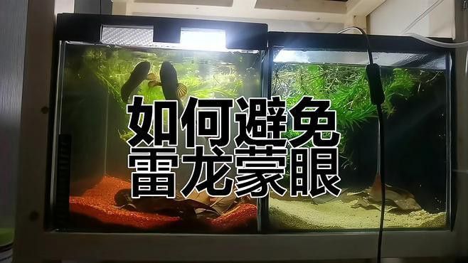 如何判斷雷龍魚蒙眼是否嚴重？