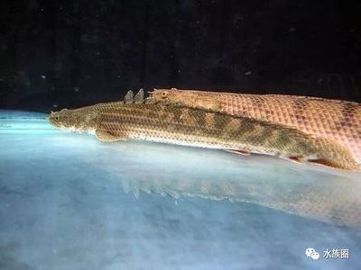 奈及利亞恐龍魚 奈及利亞恐龍魚 龍魚百科 第2張