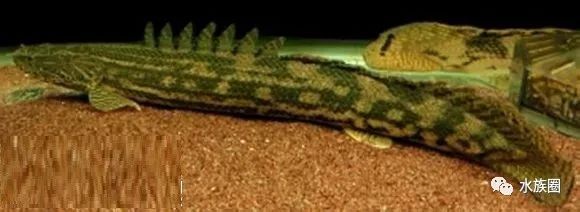 奈及利亞恐龍魚 奈及利亞恐龍魚 龍魚百科 第3張