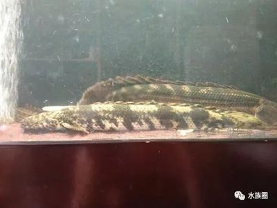 奈及利亞恐龍魚 奈及利亞恐龍魚 龍魚百科 第4張