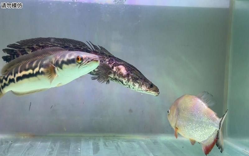 雷龍魚大戰食人魚
