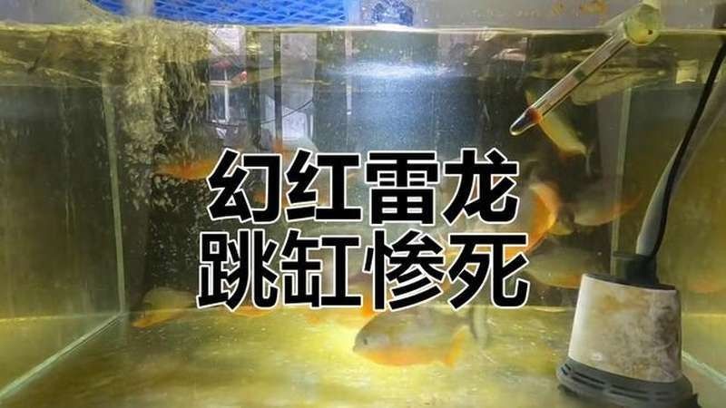 雷龍魚大戰食人魚