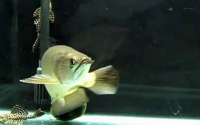 龍魚開燈多久能長大：龍魚開燈后多久能長大