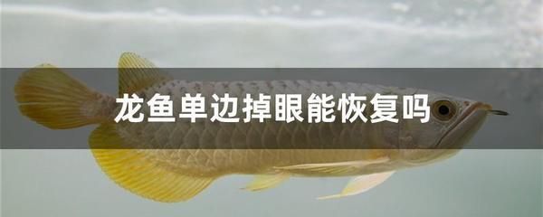 龍魚掉眼恢復：如何有效恢復龍魚掉眼