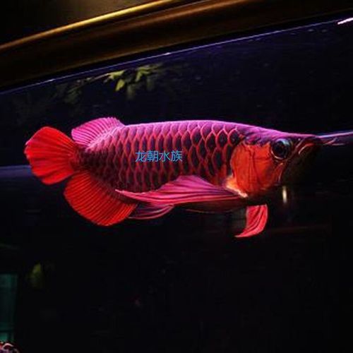 藍色龍魚圖片欣賞圖