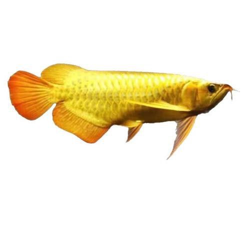 藍色龍魚圖片欣賞圖