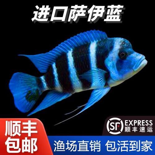 藍色龍魚圖片欣賞圖