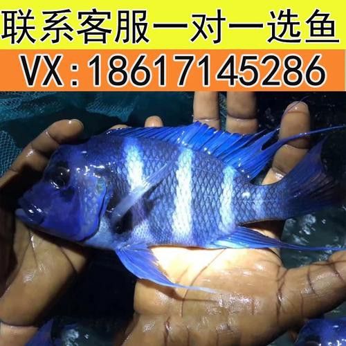 藍色龍魚圖片欣賞圖