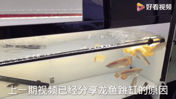藍色龍魚圖片欣賞圖