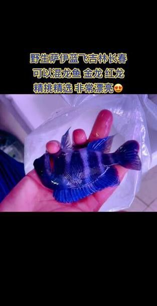 藍色龍魚圖片欣賞圖