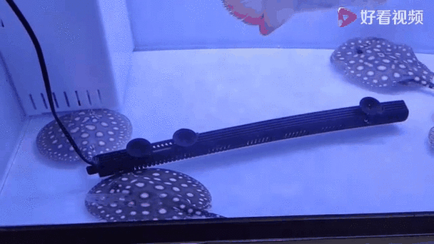 藍色龍魚圖片欣賞圖