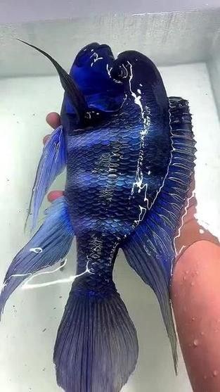 藍色龍魚圖片欣賞圖