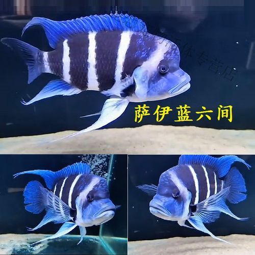 藍色龍魚圖片欣賞圖
