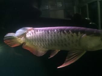藍底高背金龍魚用什么燈光（藍底高背金龍魚燈光節能選擇技巧金龍魚夜間照明的最佳實踐）