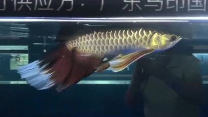 變異鳳凰龍魚多少錢：全球只有一條變異鳳凰龍魚，售價超過18萬人民幣