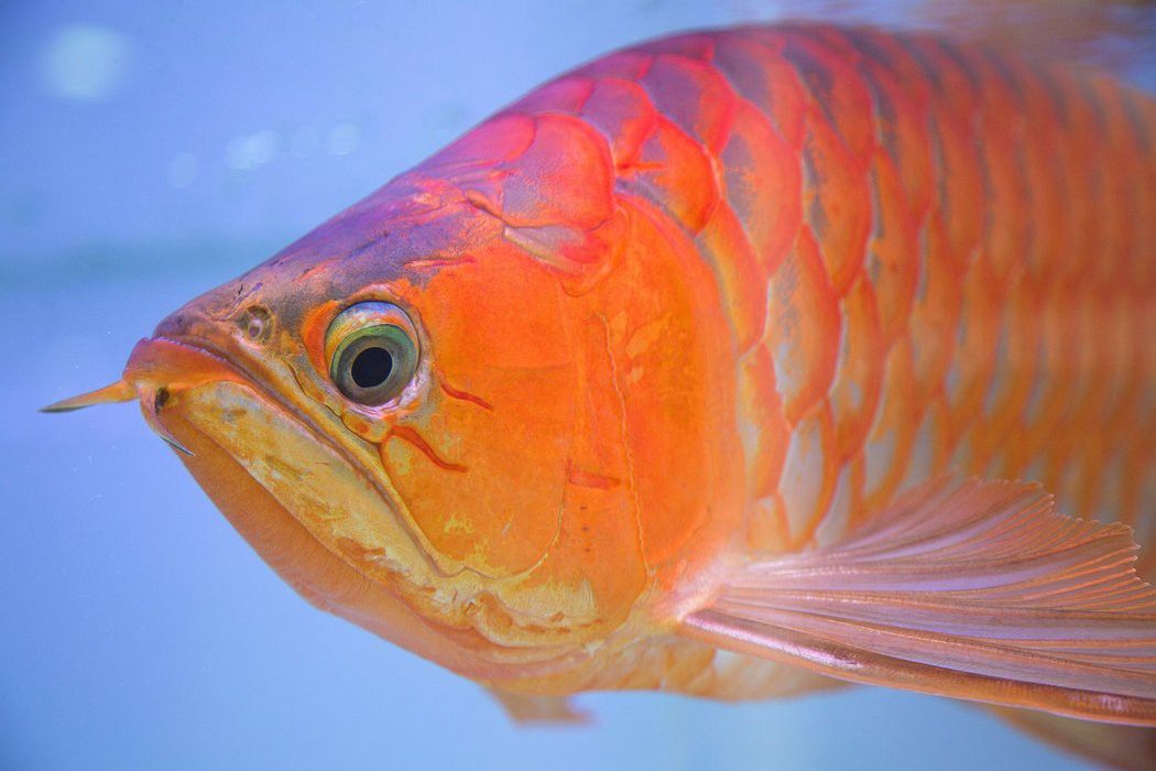 給龍魚做手術要多少錢費用