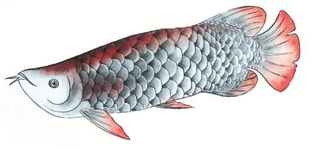 龍魚圖騰圖片高清大圖 龍魚圖騰圖片高清大圖 龍魚百科 第48張