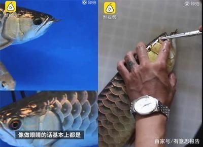 飛鳳魚和龍魚：如何預防龍魚兜嘴