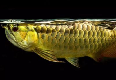 金龍魚吃什么食物長得快一點：金龍魚吃什么長得快