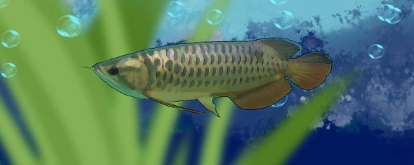 金龍魚吃什么食物長得快一點：金龍魚吃什么長得快