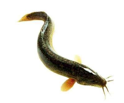 金龍魚吃什么食物長得快一點：金龍魚吃什么長得快